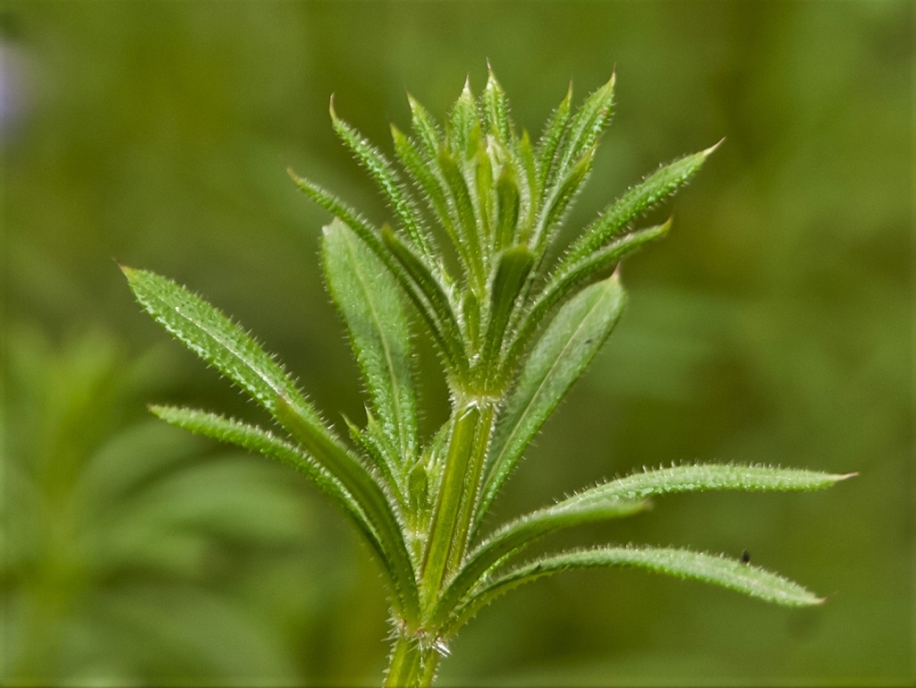 cleavers-benefits-side-effects-dosage