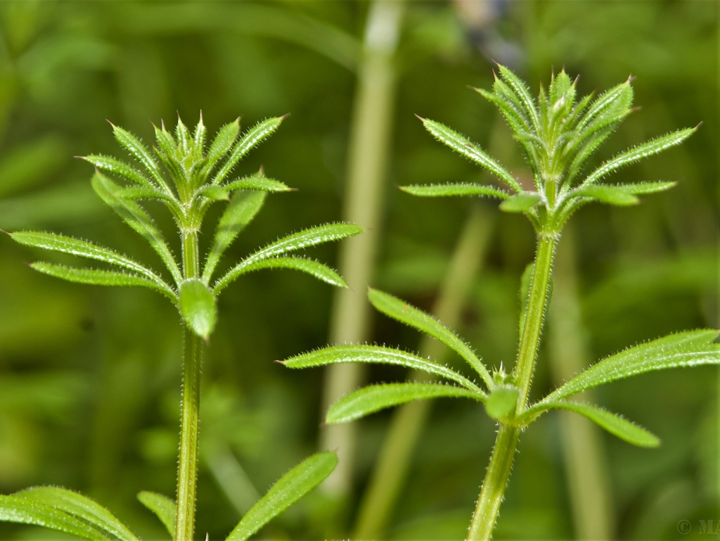 cleavers-goosegrass-sticky-willies-galium-aparine