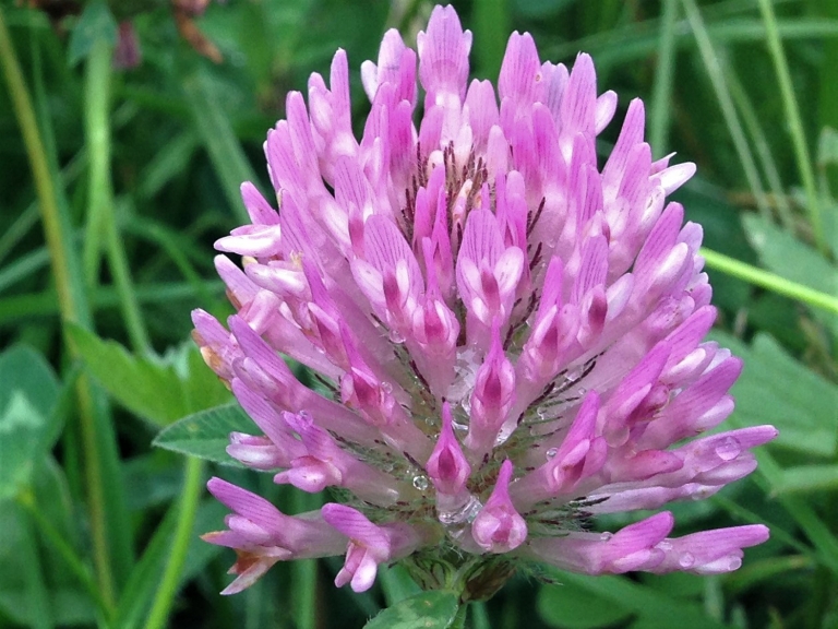 Clovers, Trefoil, Red Clover, Hares Tail Clover, Dutch Clover, Swedish ...