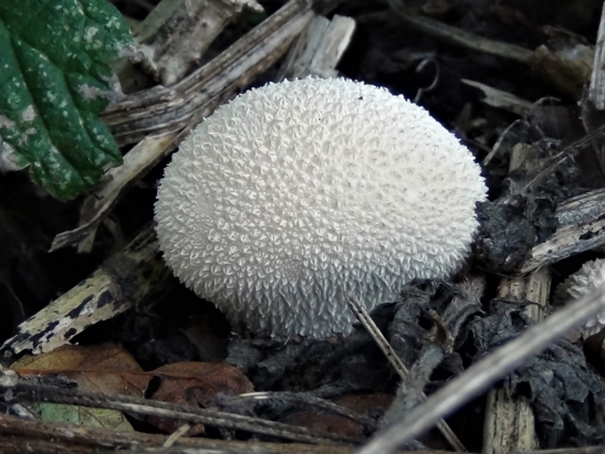 Common Puffball