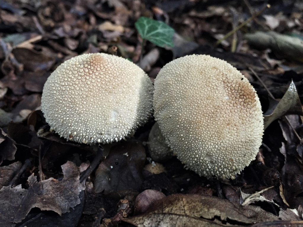 Common Puffball