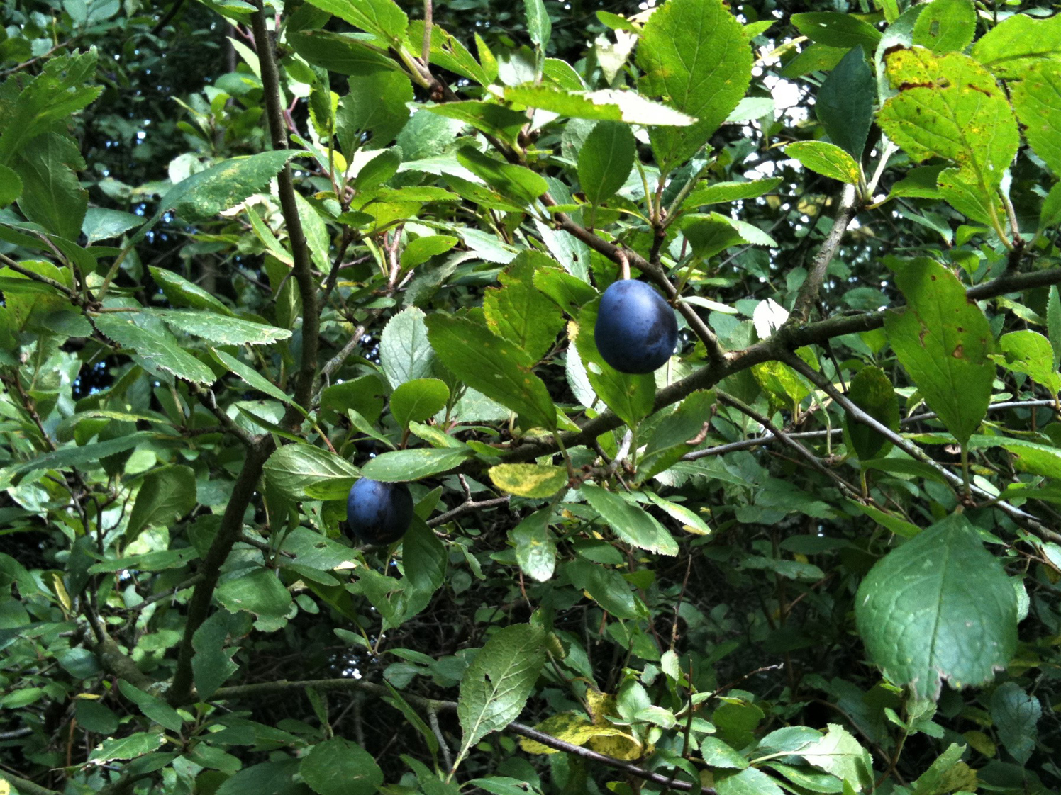 Damson Prunus Domestica Subsp Insititia