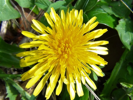 Dandelion, Piss-en-lit, Pissabed, Taraxacum officinale