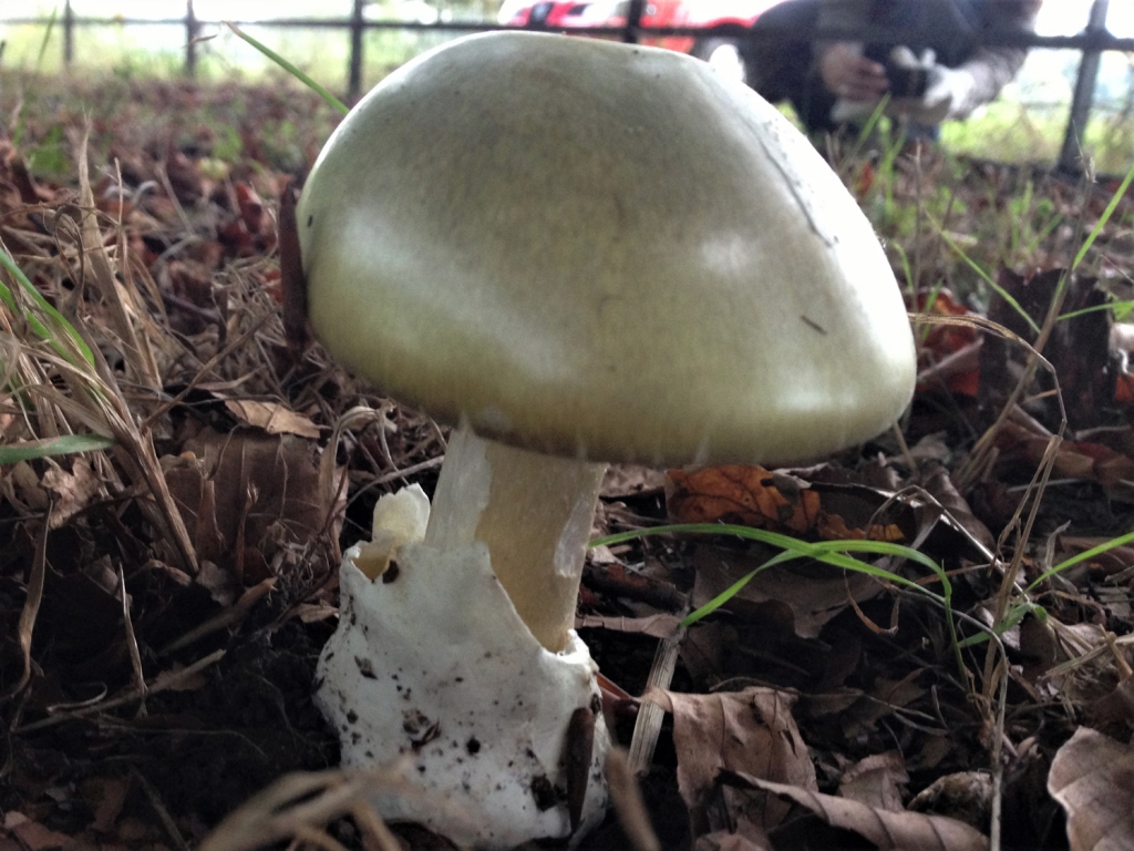 Deathcap