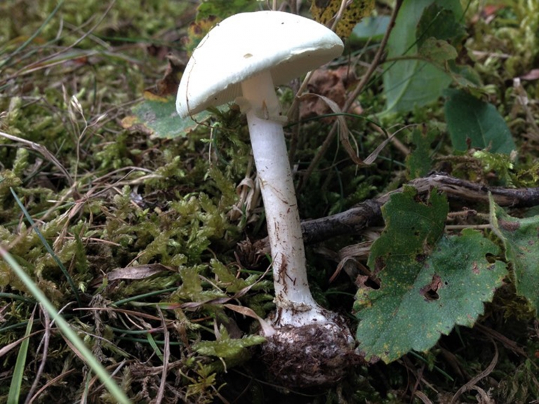 Destroying Angel