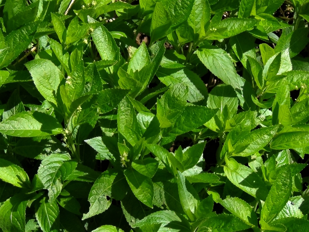 Dog's Mercury, Dog's Cole, Mercurialis perennis