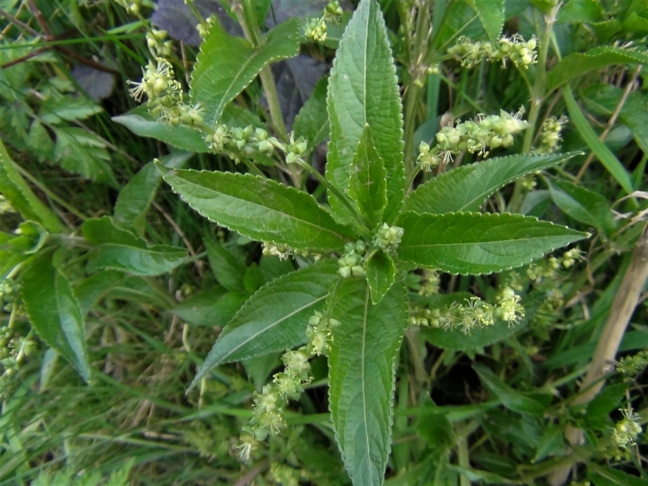 Dogs Mercury Dogs Cole Mercurialis Perennis