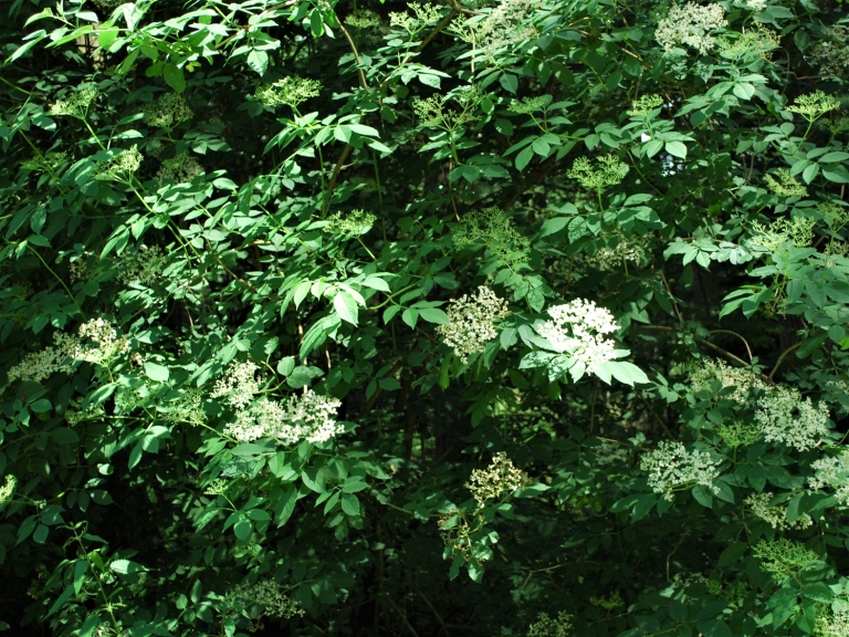 Elder tree, Sambucus nigra