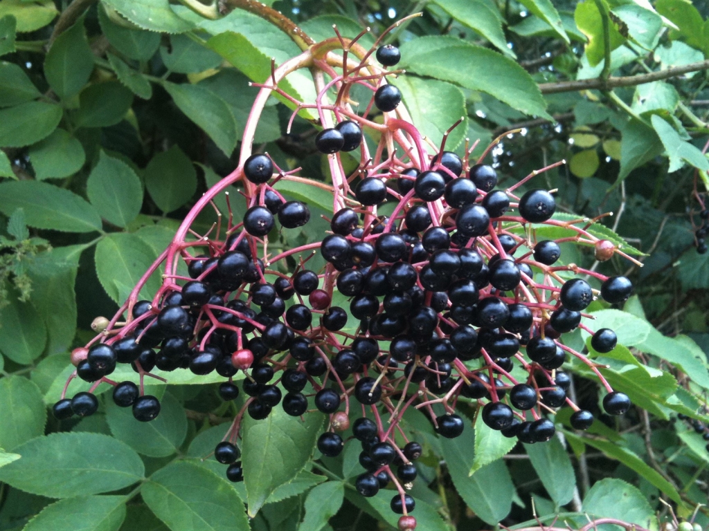 Elder tree, Sambucus nigra