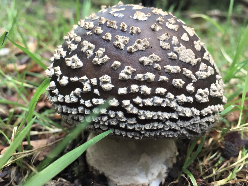 Grey Spotted Amanita