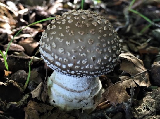 Grey Spotted Amanita