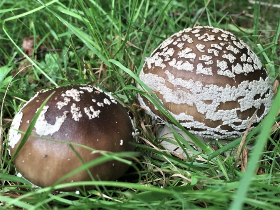 Grey Spotted Amanita