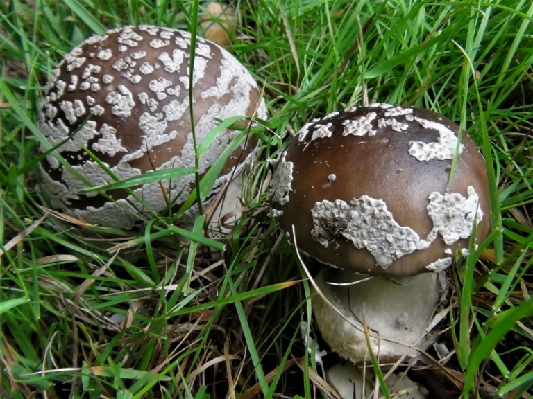 Grey Spotted Amanita