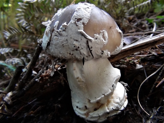 Grey Spotted Amanita