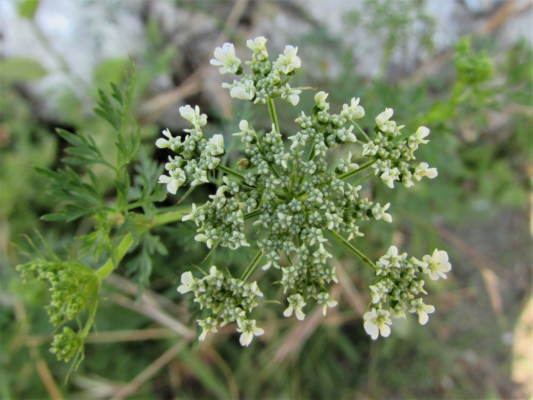 Fools Parsley, Fools Cicely, Poison Parsley, Aethusa cynapium