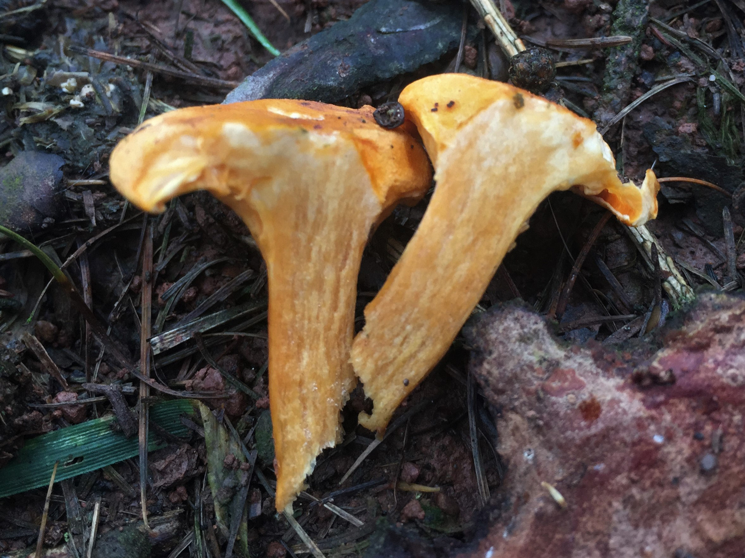 False Chanterelle