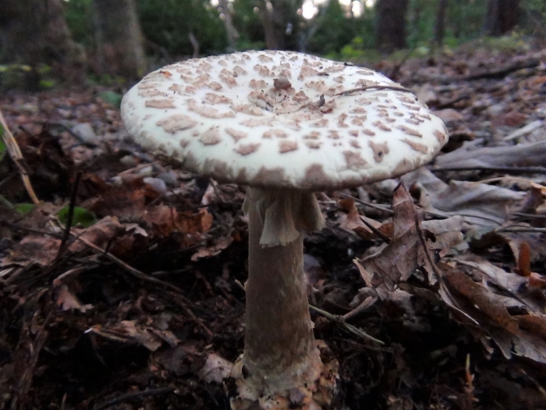 False Deathcap