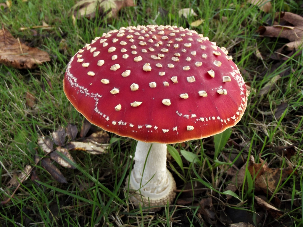 fly-agaric