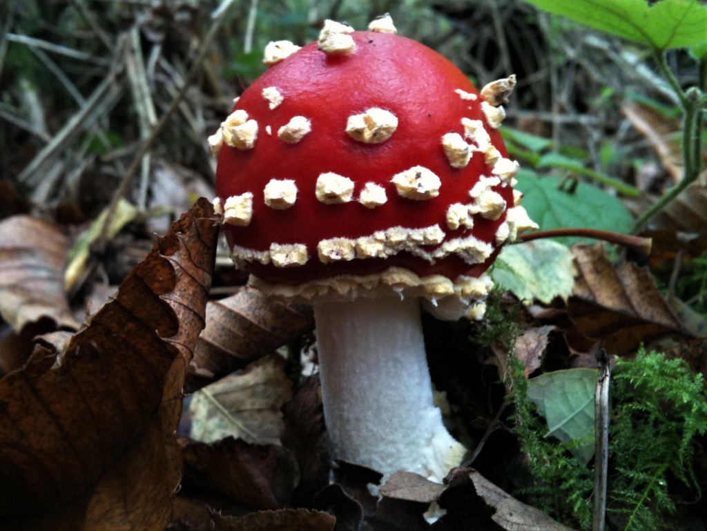 Fly Agaric