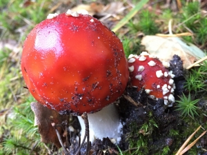 agaric muscaria amanita