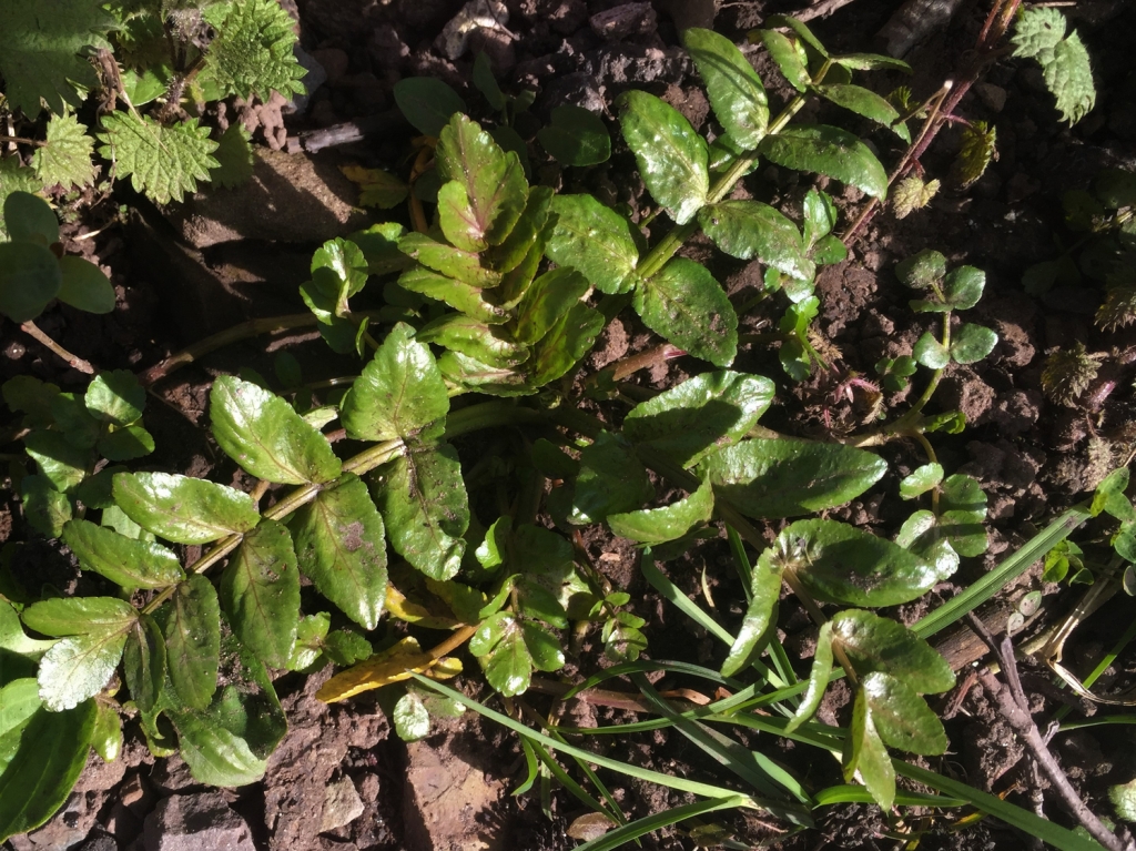 fool-s-watercress-poor-man-s-watercress-apium-nodiflorum