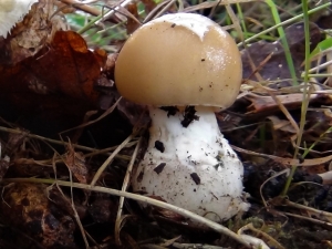 Jewelled Amanita