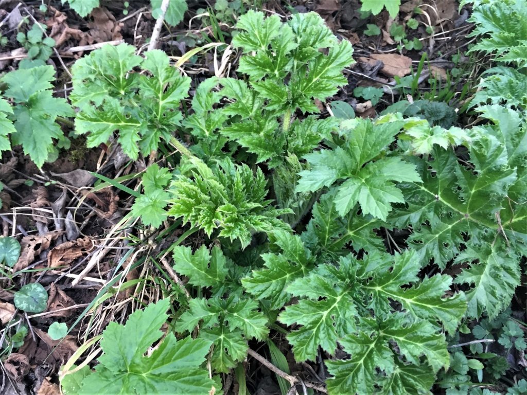 Giant Hogweed, Cartwheel Flower, Hogsbane, Giant Cow Parsley, Giant Cow ...