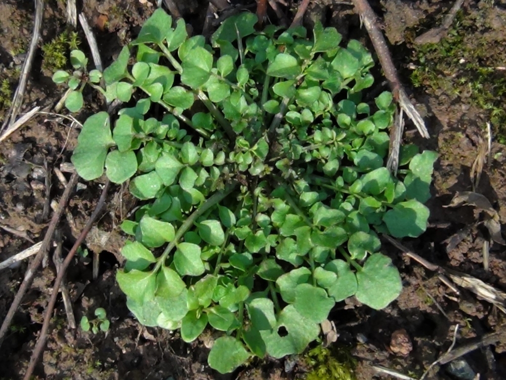 Hairy Bittercress Cardamine Hirsuta