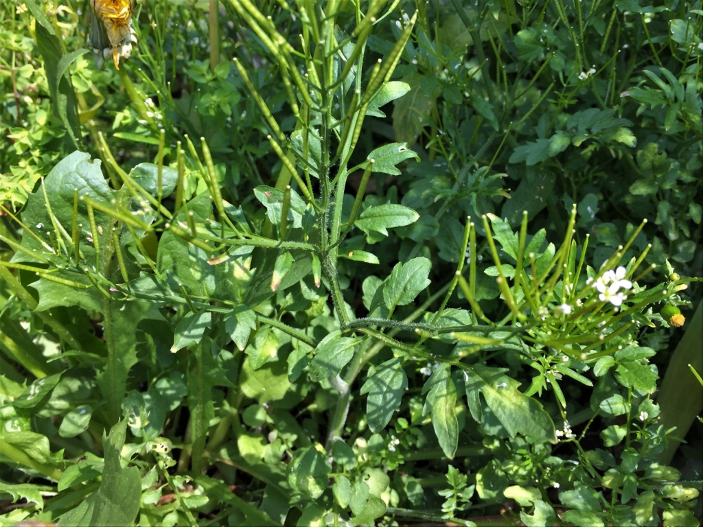 Hairy Bittercress Cardamine Hirsuta