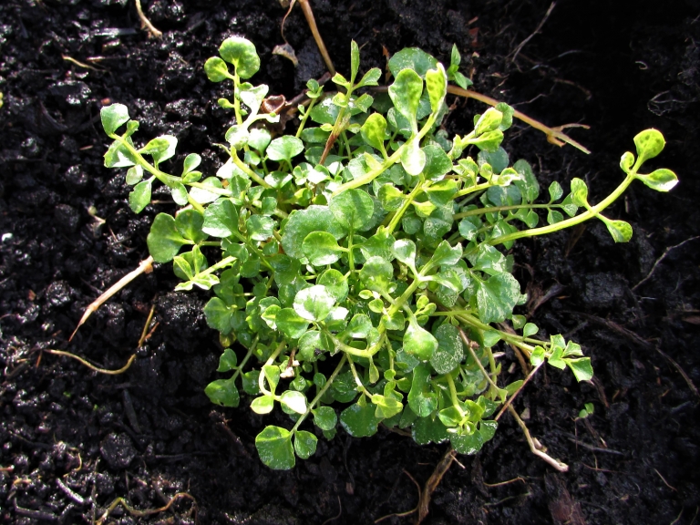 Hairy Bittercress Cardamine Hirsuta