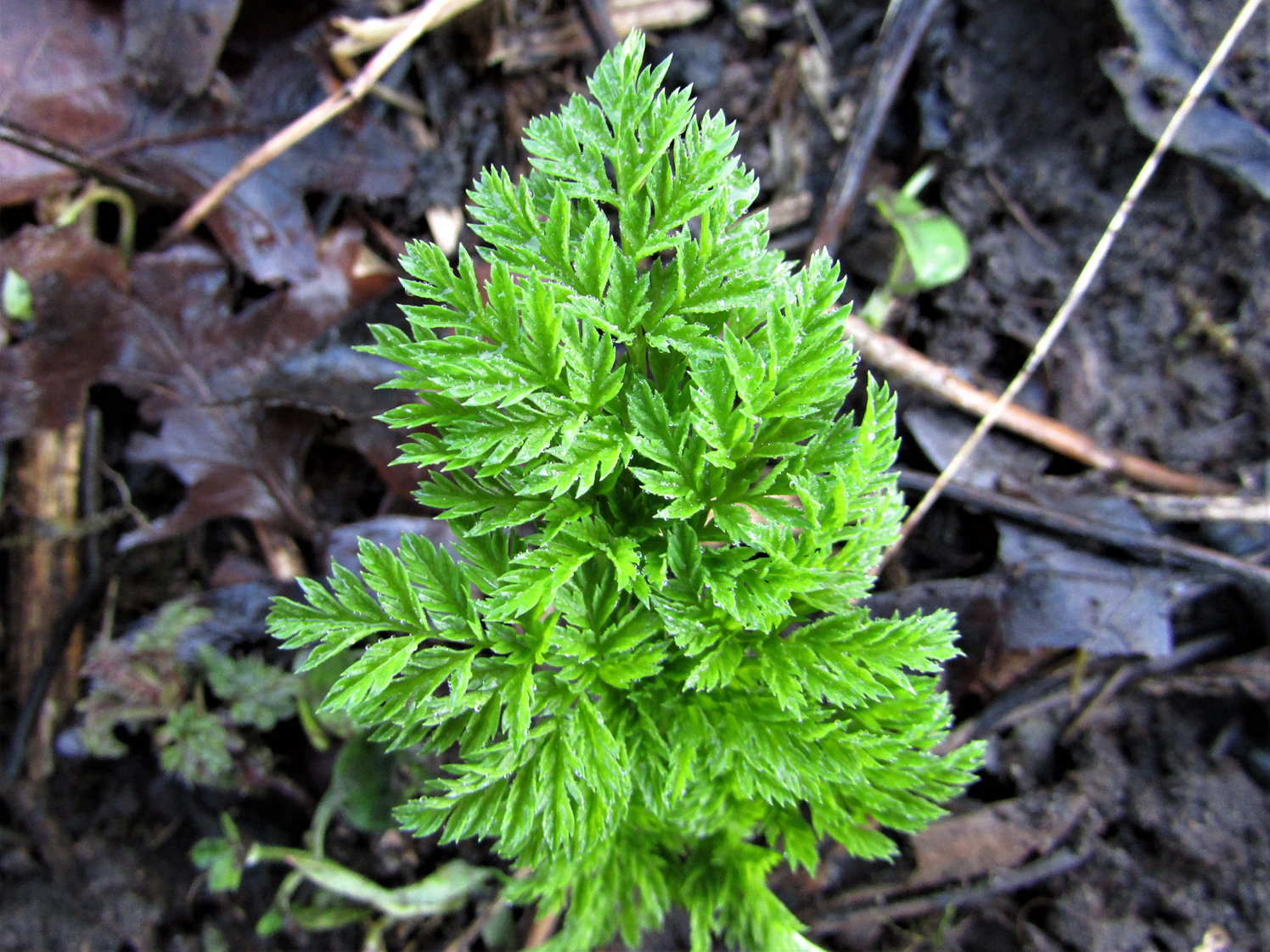 Hemlock Poison Parsley Conium Maculatum