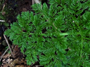 Hemlock, Poison Parsley, Conium Maculatum