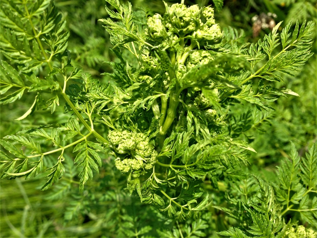 hemlock-poison-parsley-conium-maculatum