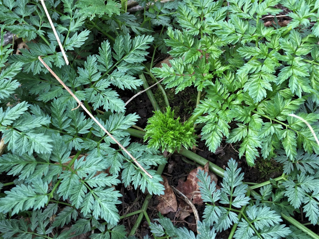 hemlock-poison-parsley-conium-maculatum