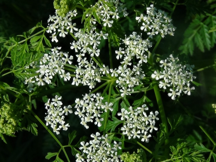 Hemlock, Poison Parsley, Conium maculatum