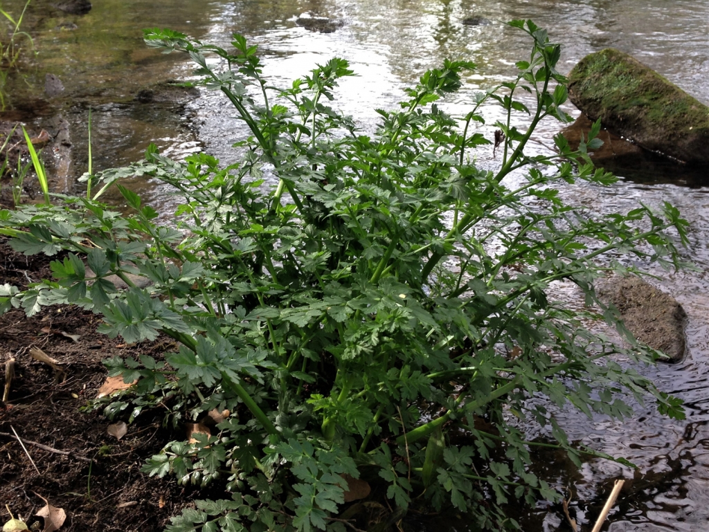 Hemlock Water Dropwort, Oenanthe crocata