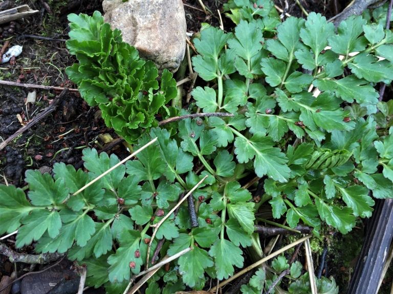 Hemlock Water Dropwort, Oenanthe crocata