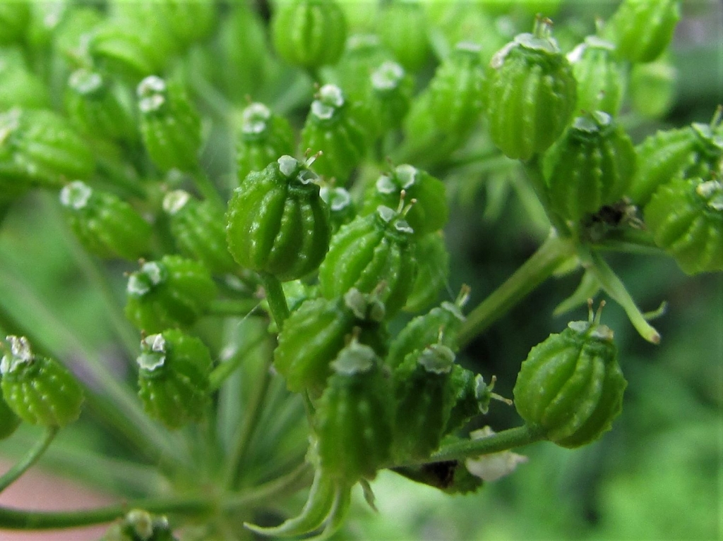 Hemlock, Poison Parsley, Conium maculatum