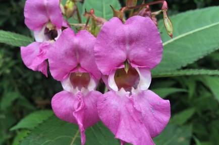 Wild Plants in the UK: British Hedgerow Food & Foraging Guide