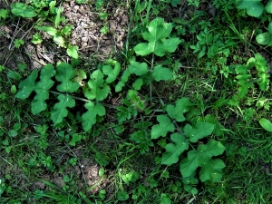 Hogweed, Cow Parsnip, Heracleum sphodylium