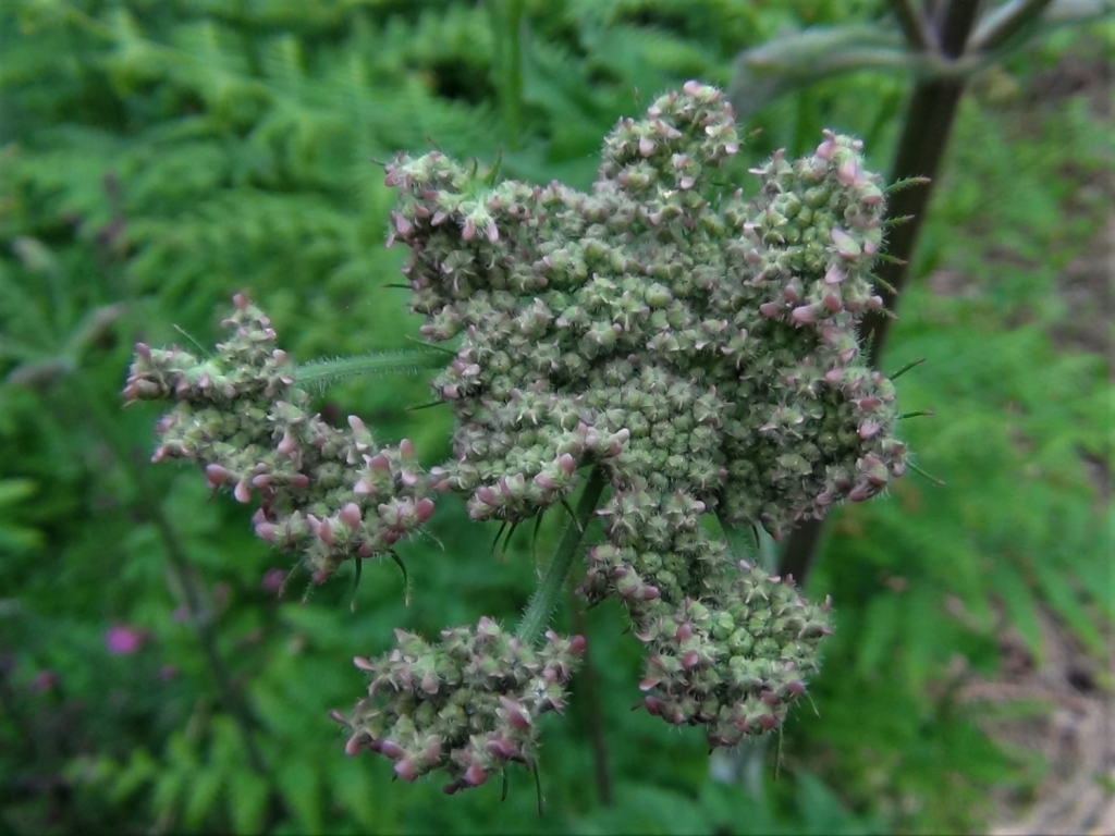 hogweed-cow-parsnip-heracleum-sphodylium