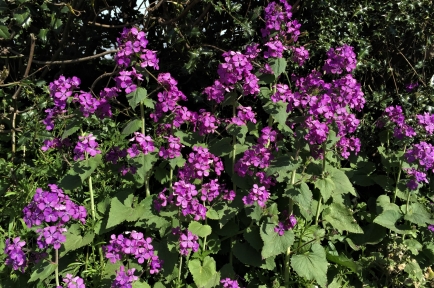 Wild Plants In The UK: British Hedgerow Food & Foraging Guide