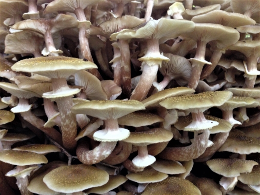 Honey Fungus