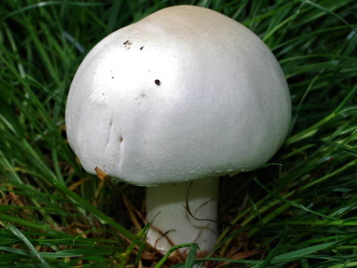 Horse Mushroom