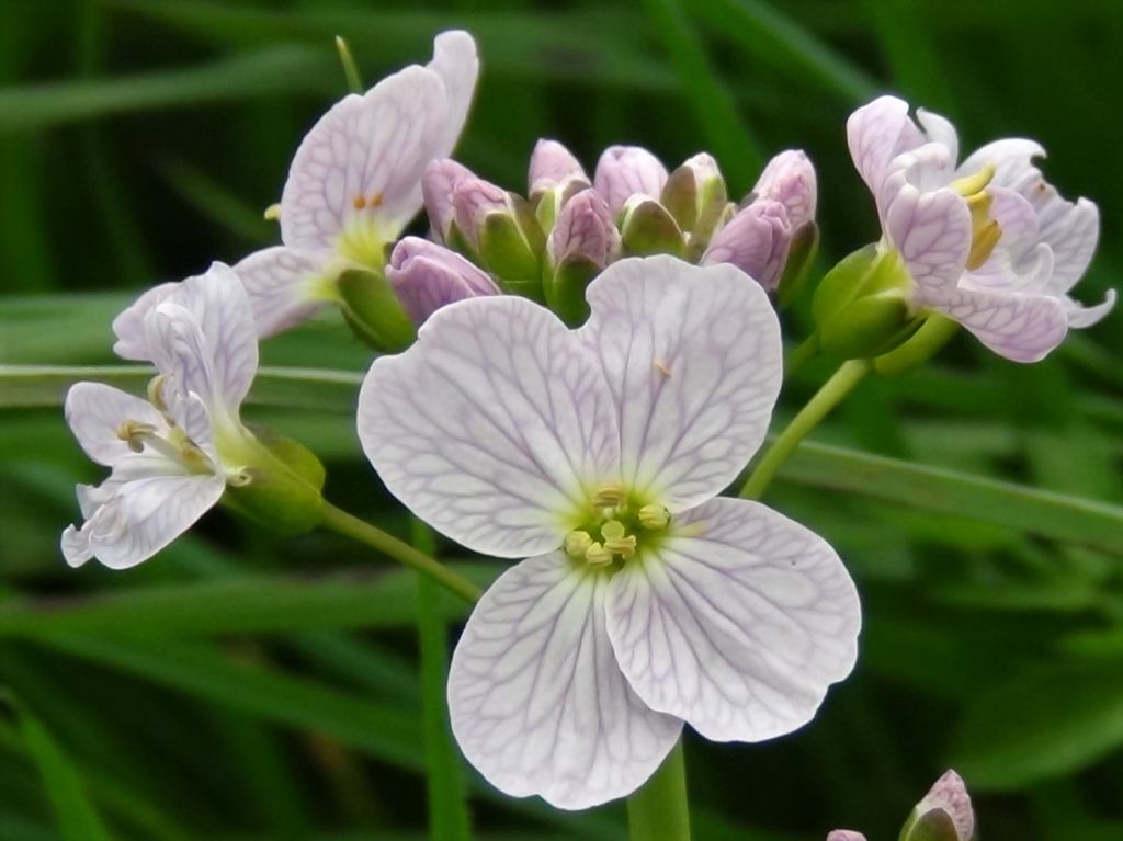 Lady's Smock, Cuckoo Flower, Cardamine pratensis