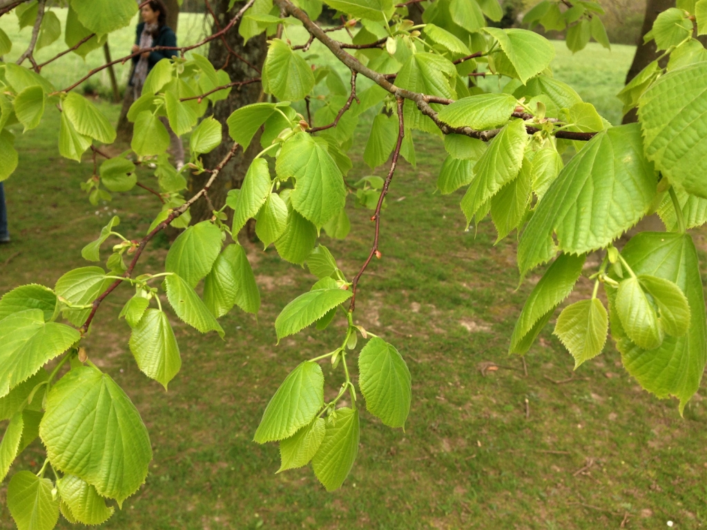 Lime Tree, Linden Tree, Tilia