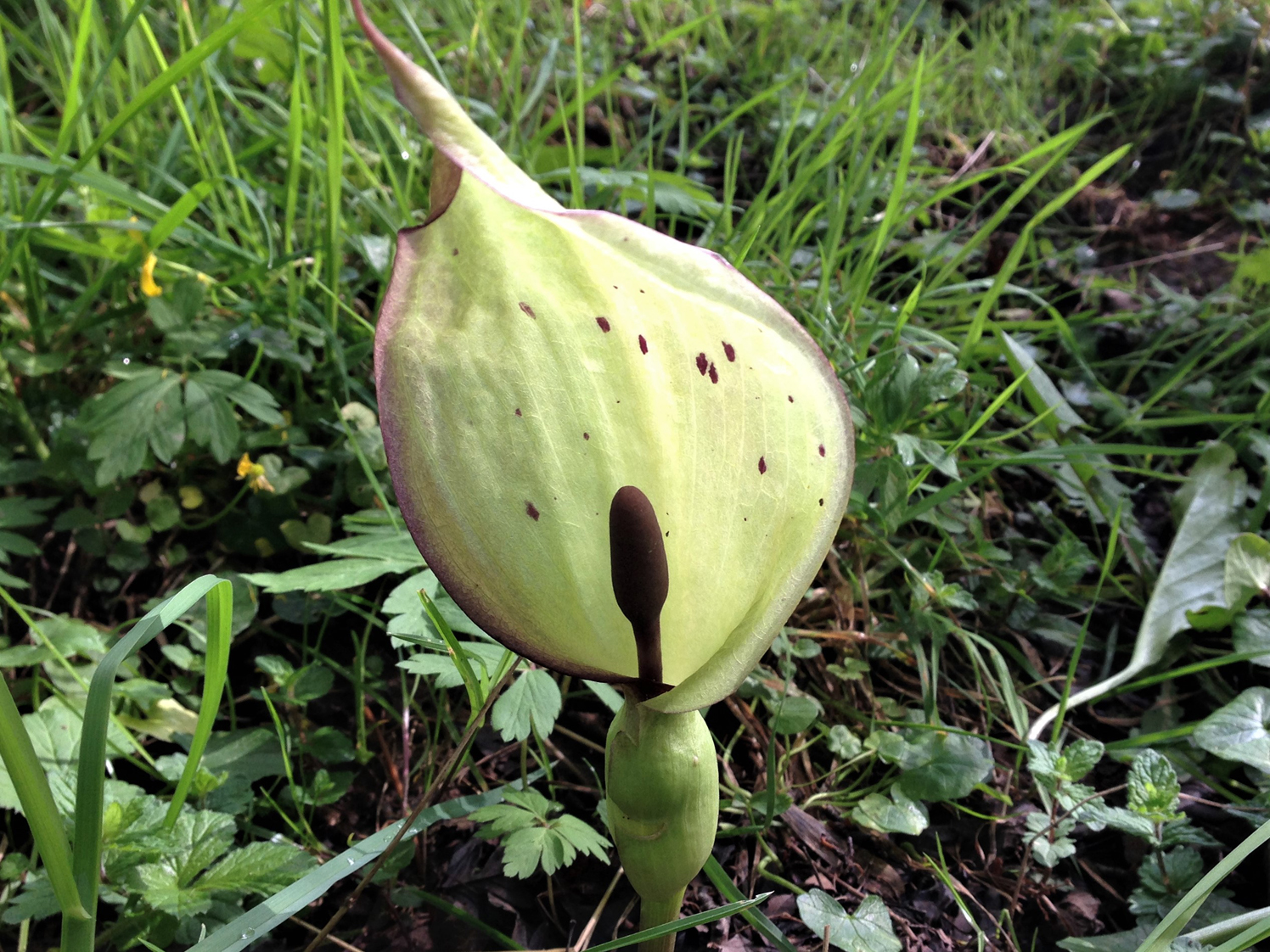 Lords And Ladies Devils And Angels Adam And Eve Cuckoo pint Snakes 