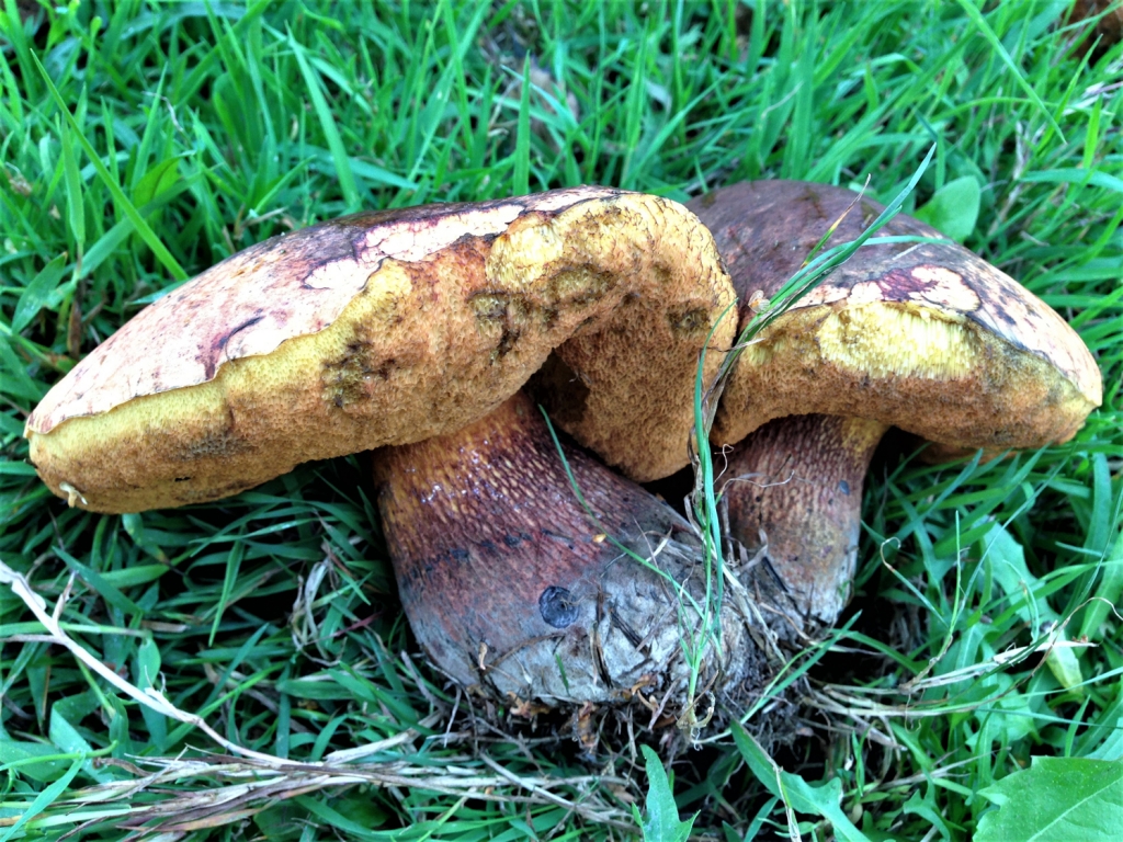 Lurid Bolete