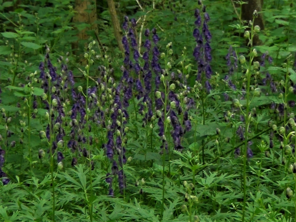 Monkshood   Monkshood 3 1024x769 