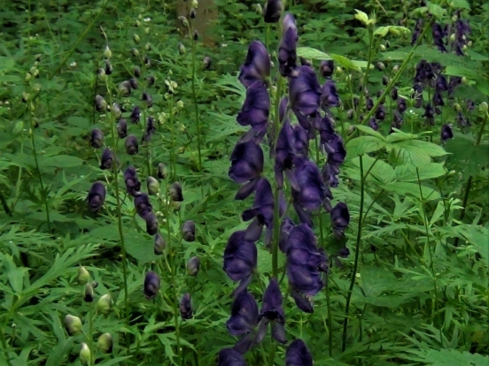 Monkshood   Monkshood 9 552x414 